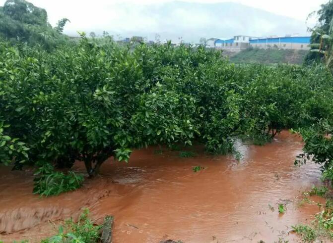 暴雨过后柑桔园如何应对？ 