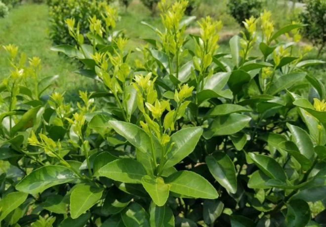 柑橘夏梢防控不到位，会加重生理落果！