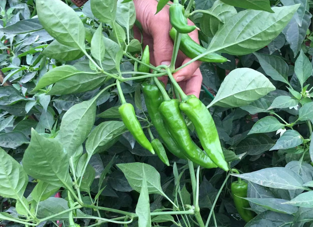 辣椒花期和膨果期注意3点管理要点，花多果多产量高！ 