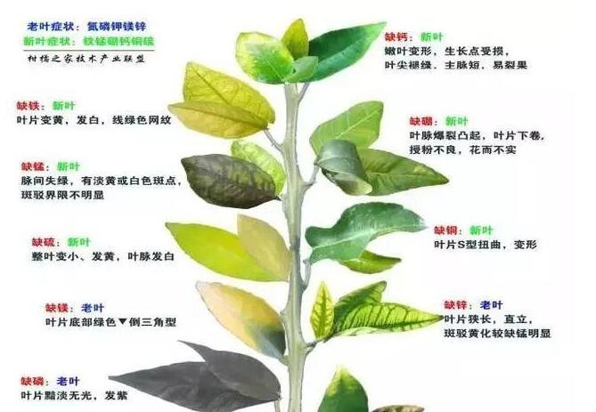柑橘缺素千万别慌，搞懂一个规律你就是专家！ 