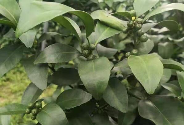叶面肥全年使用方案：提高产量，提升品质！盘它！