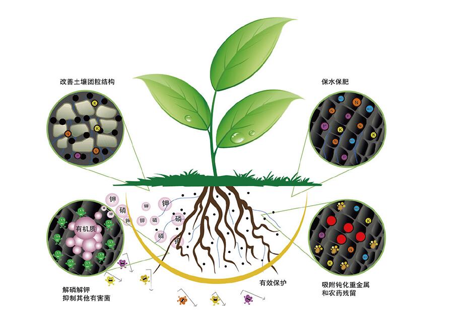 强大的有益菌！不同微生物菌种有什么功效？一起了解一下