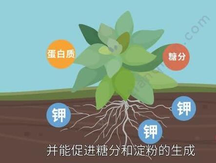 钾元素很强大，对作物有什么用？一起来看看！