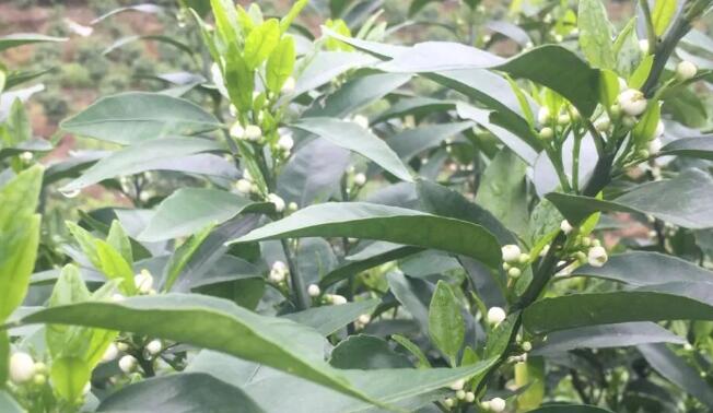 柑橘花期为啥要用钙镁硼等肥料？