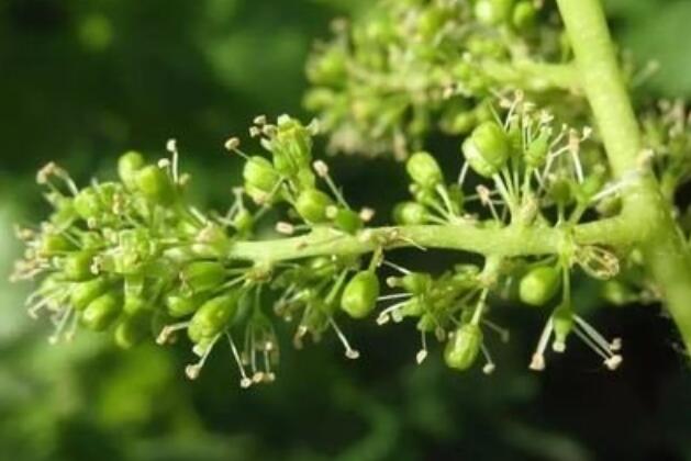 葡萄苗开花期的六大管理要点