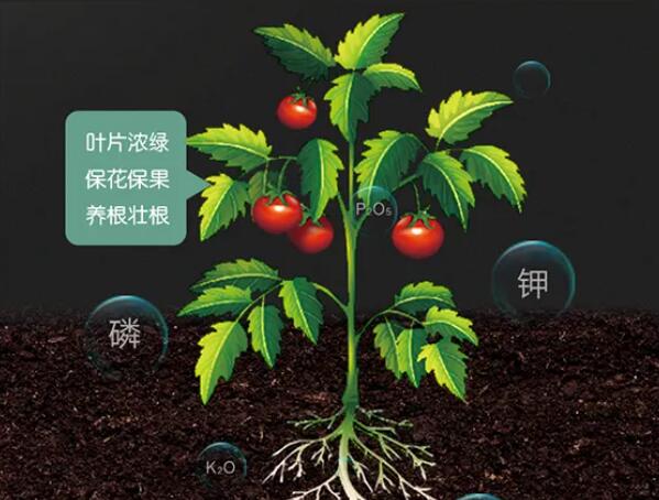 氮磷钾三种元素在作物中的作用 