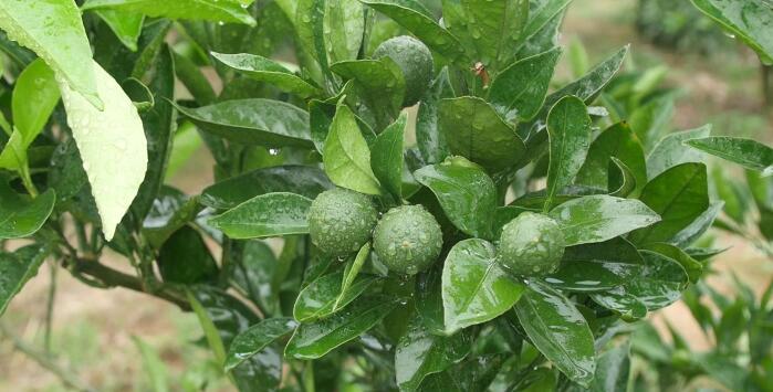 雨季一直在下雨，如何保果？值得你一看！