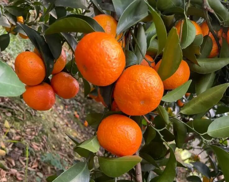 要想沙糖橘着色好，早施磷肥和钾肥是关键！