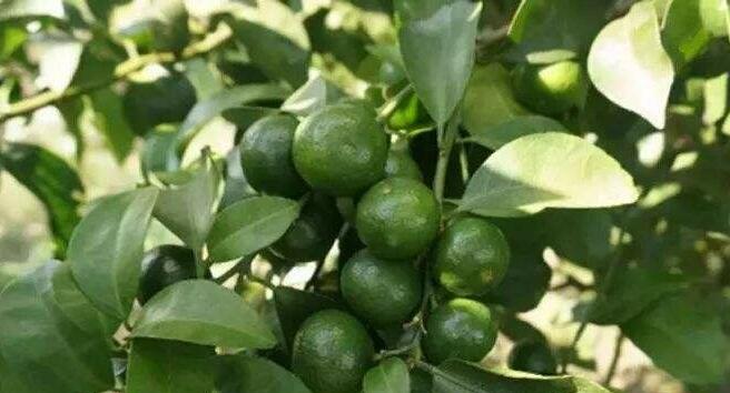 柑橘膨果慢是什么原因？该怎么解决？