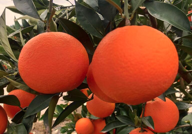 2月柑橘种植管理要点