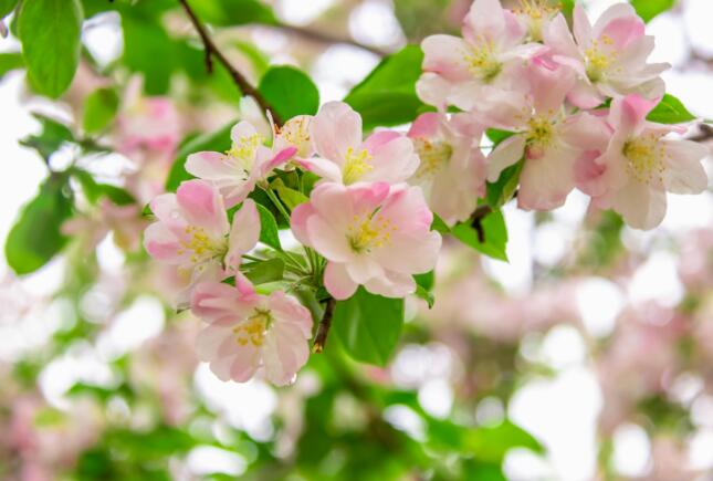 果树花期补硼、花后补钙，很多人补不对，快看正确做法！ 