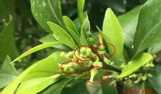 柑橘幼果转绿慢一定要留心，否则损失惨重！