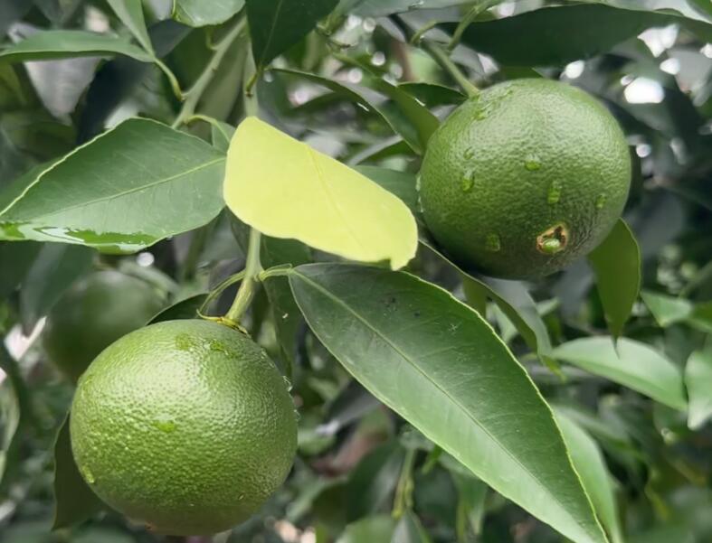 膨果期，为啥不可缺少钙镁？