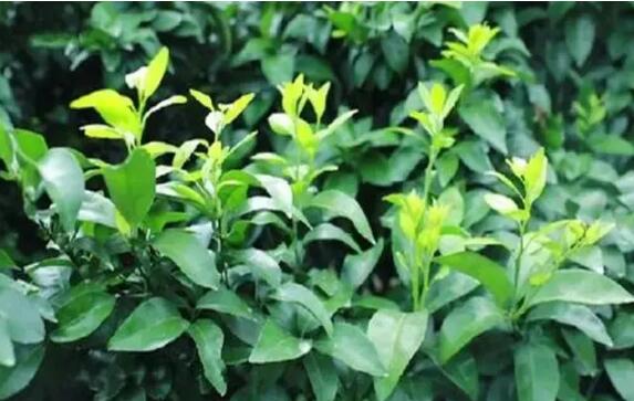 柑橘抹芽控梢要做到“一芽三肥” 