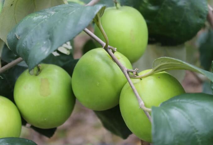 青枣种植管理技术要点