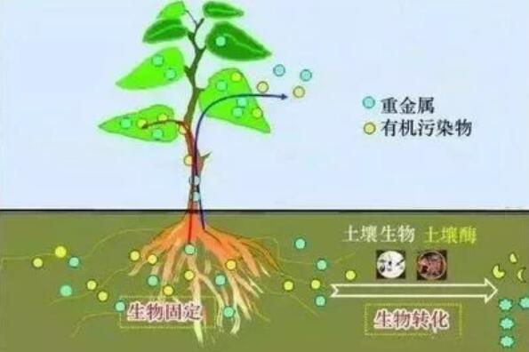如何提高肥料利用效率？ 