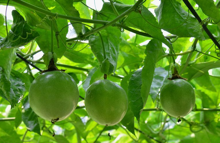 百香果种植期高产管理技巧