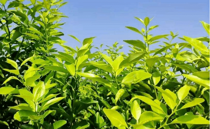 柑橘为何大小年？因为秋梢没放好！ 