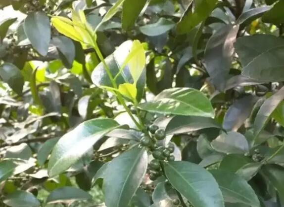 4月份柑橘控梢的方法要点 