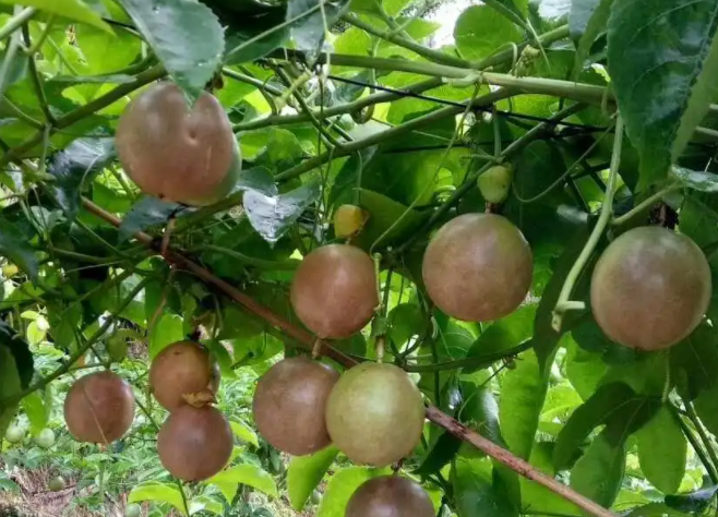 百香果种植技术及田间管理事宜