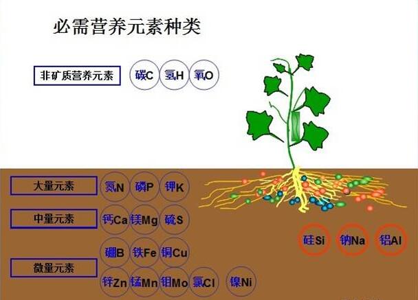 中微量元素肥料有什么作用？作物为啥要补充中微量元素肥料