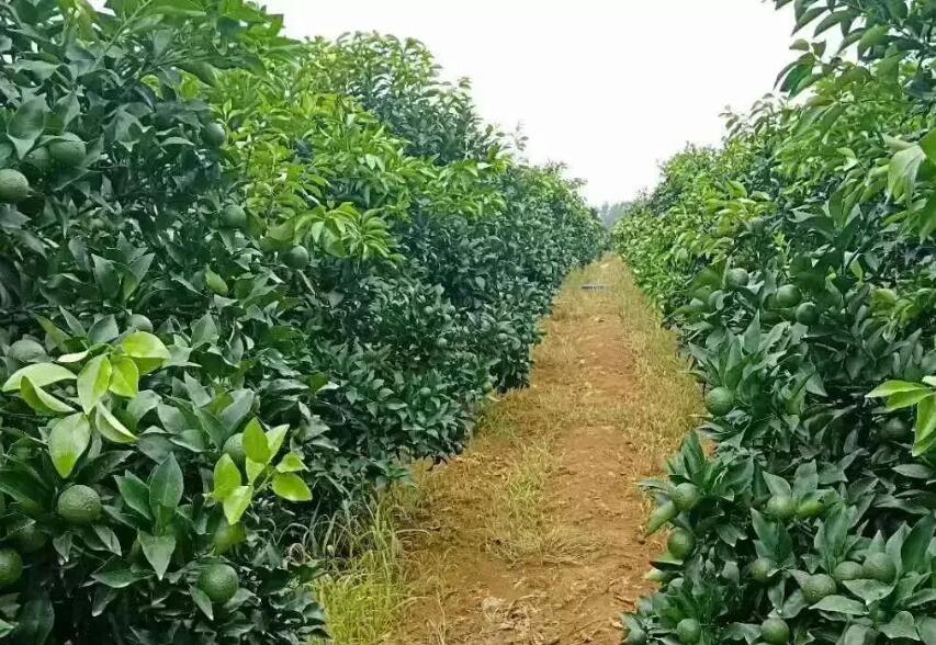 5月柑橘管理三要点：保果！稳果！控梢 ！ 