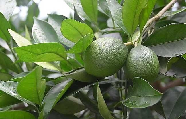 柑橘种植如何给柑橘除酸增甜 
