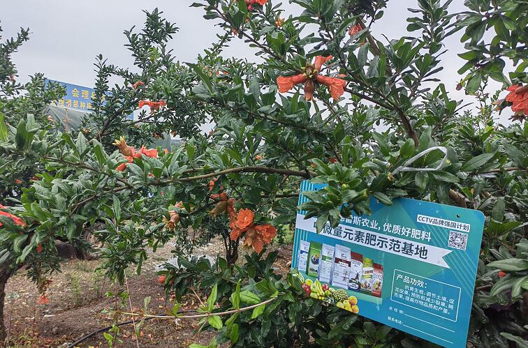 石榴如何保花保果?关键做好这4点！