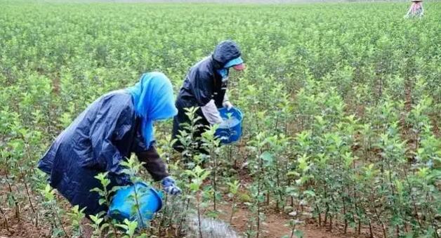 肥料价格上涨不止，如何提高肥料利用效率？ 