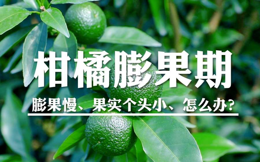 柑橘膨果期，中微量元素不可少！