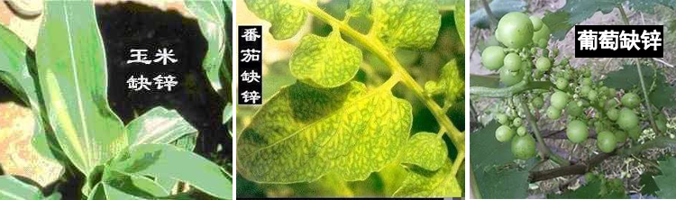 作物缺锌会有哪些症状？一定要注意！
