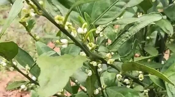 柑橘花期问题汇总，不能不注意！