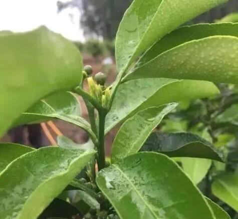 柑橘幼果不转绿膨果慢怎么办？如何补救？