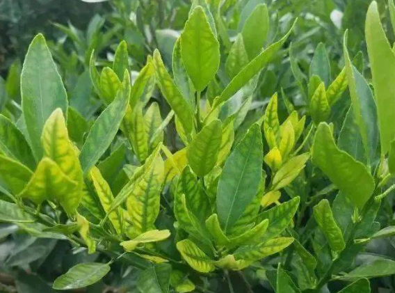 柑橘秋梢缺锌，影响非常大，一定要注意