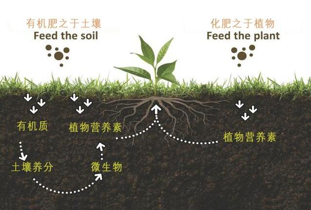 果园土壤有机质的重要性，一定要注意！