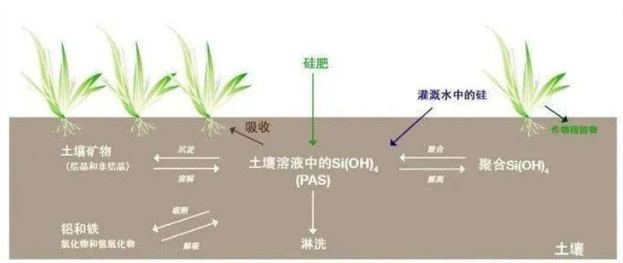 硅元素对植物生长的作用