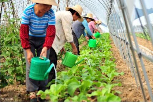 棚室蔬菜冲施肥