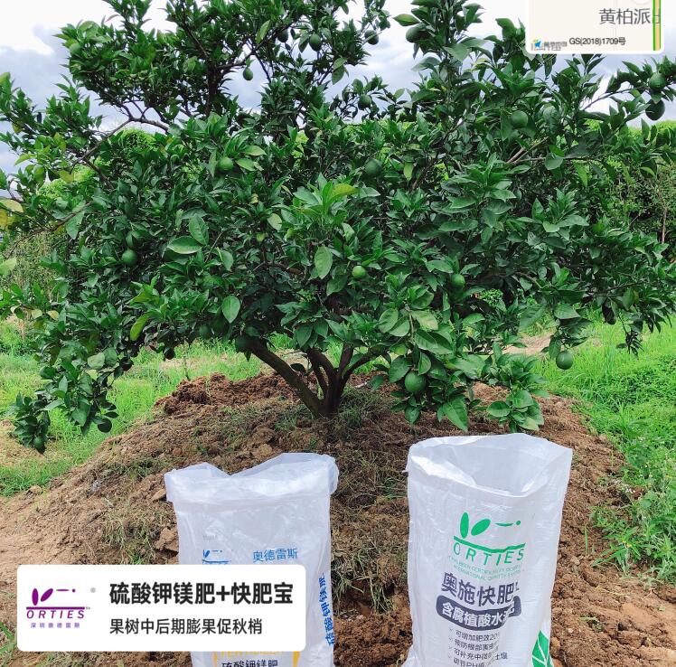 柑橘秋季施肥，这四点是关键！