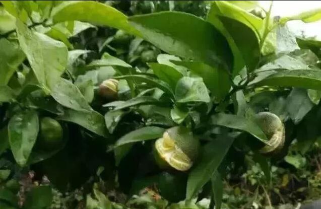 柑橘如何防裂？柑橘膨大期防裂技巧！