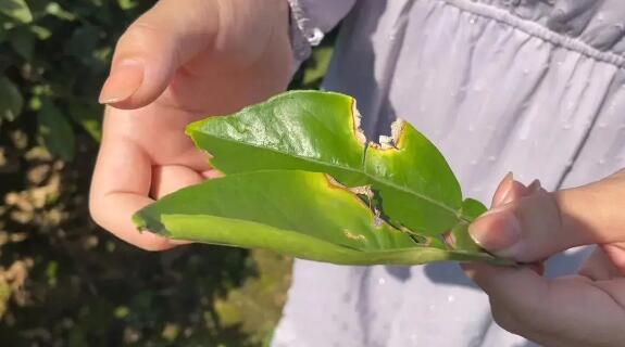 柑橘病害止不住？夏季病害变“治”为“防”要尽早