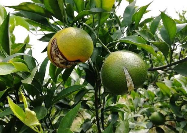 柑橘裂果、畸形果原因分析和防治措施