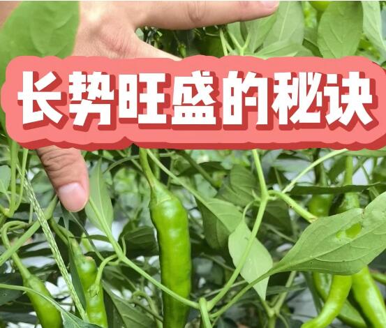 实践出真知：伟人的经典语录，用在种植业上也一样
