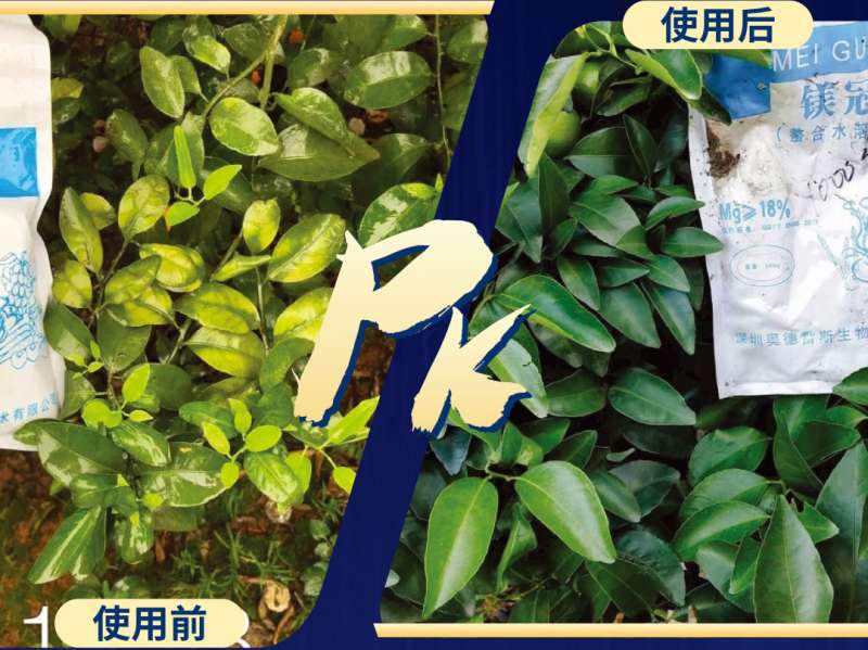 奥德雷斯农业百亩试验示范，效果回访第二期！