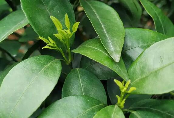 柑橘有梢无花、有花无梢，应该怎么补救？ 