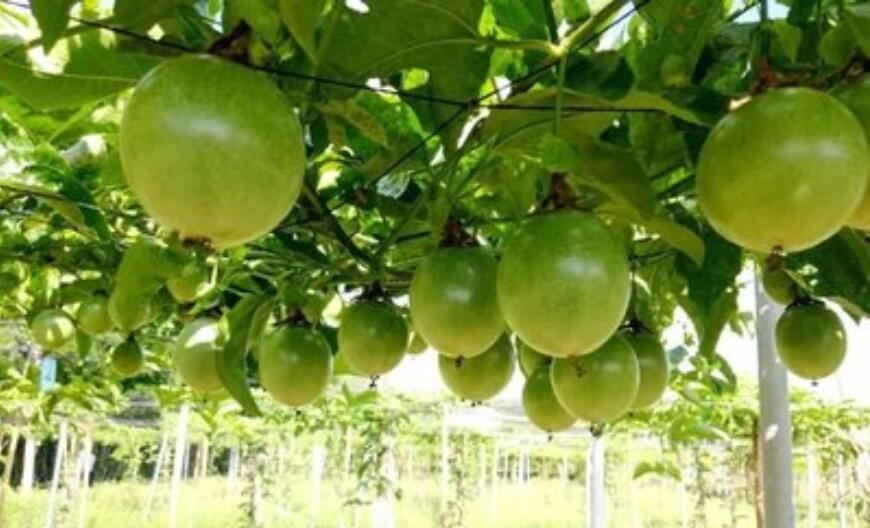 百香果花果期的管理要点