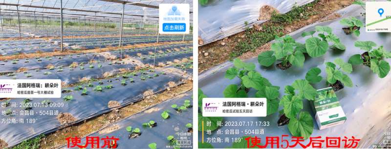 叶面肥选择哪个？看看这些试验效果！