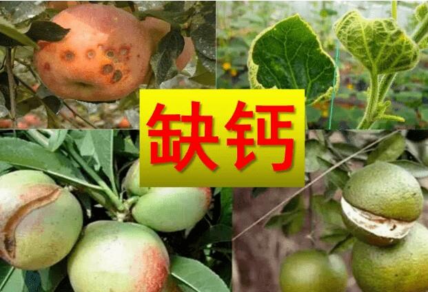 果实膨大期，补钙关键期！如何补钙？