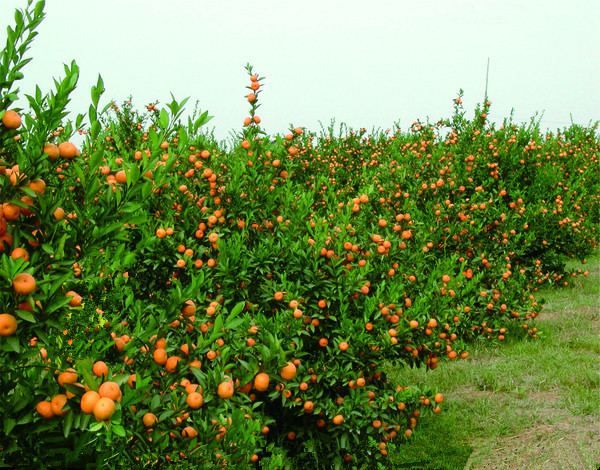 1-1PH00S555G0.jpg